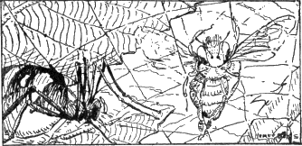 CHAPTER 7
